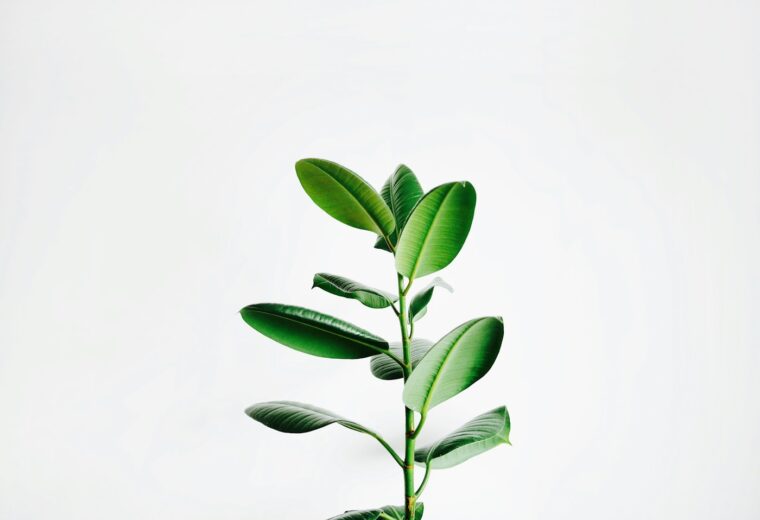 چیدمان گیاهان آپارتمانی