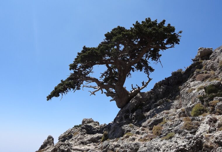 درختان سرو مدیترانه‌ای در زیستگاه کوهستانی
