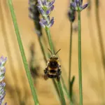 نمای کلی اسطوخودوس (Lavandula angustifolia)