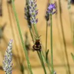 نمای نزدیک جزئیات اسطوخودوس (Lavandula angustifolia)