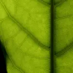 نمای کلی فیکوس الاستیکا (Ficus elastica)