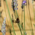 زنبور روی گل‌های بنفش اسطوخودوس