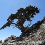 نمای نزدیک جزئیات سرو مدیترانه‌ای (Cupressus sempervirens)