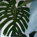 برگ بالغ و شکاف‌دار مونسترا