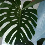 نمای نزدیک جزئیات مونسترا (Monstera deliciosa)