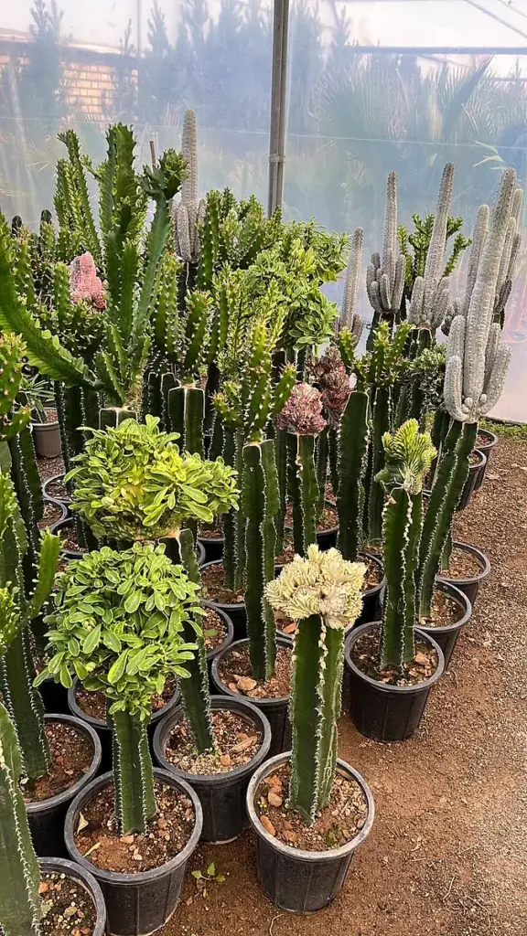نمایش گیاهان زینتی پیوندی در گلخانه