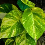 نمای نزدیک جزئیات پتوس (Epipremnum aureum)