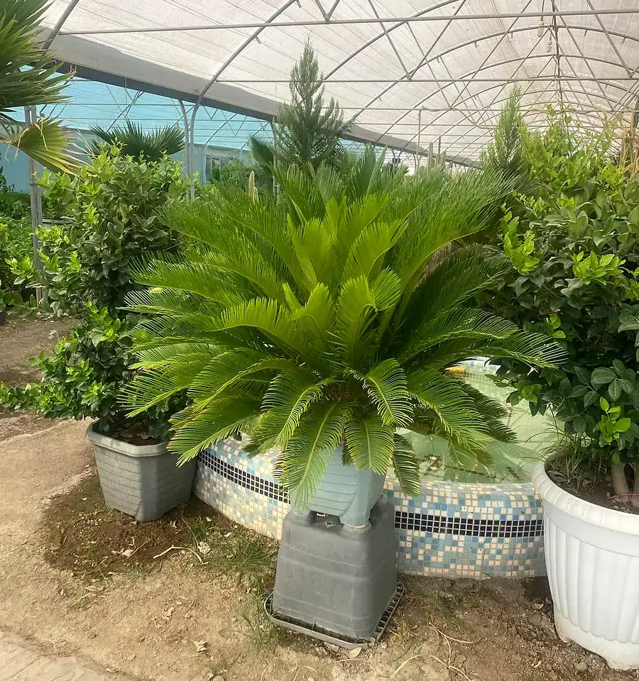 نخل‌های سیکاس گلدانی در فضای گلخانه