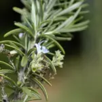 نمای نزدیک جزئیات رزماری (Salvia rosmarinus)
