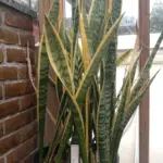 نمای کلی سانسوریا (Dracaena trifasciata)