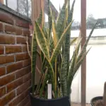 نمای نزدیک جزئیات سانسوریا (Dracaena trifasciata)